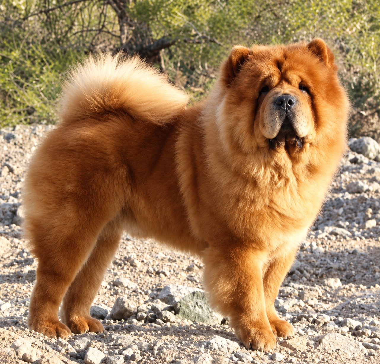 Portrait of Deko without his lead