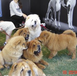 Some members of our Chow Chow family